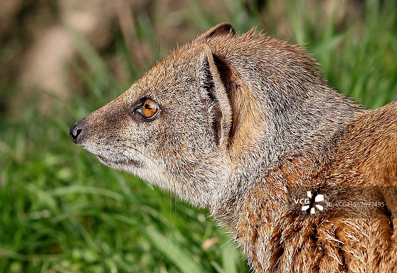 黄獴肖像图片素材