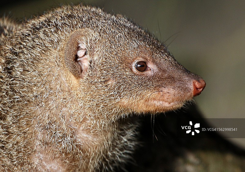 条纹獴的肖像图片素材