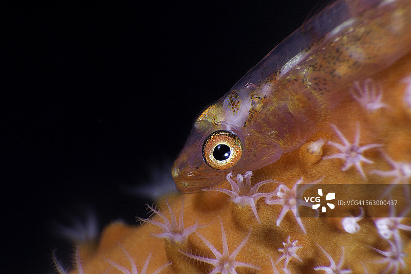 海鞭上的虾虎鱼图片素材