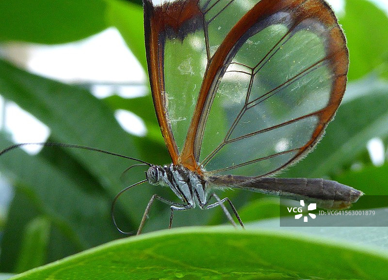 玻璃翼蝶或透翅蝶图片素材