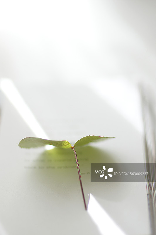 书上的一片叶子图片素材