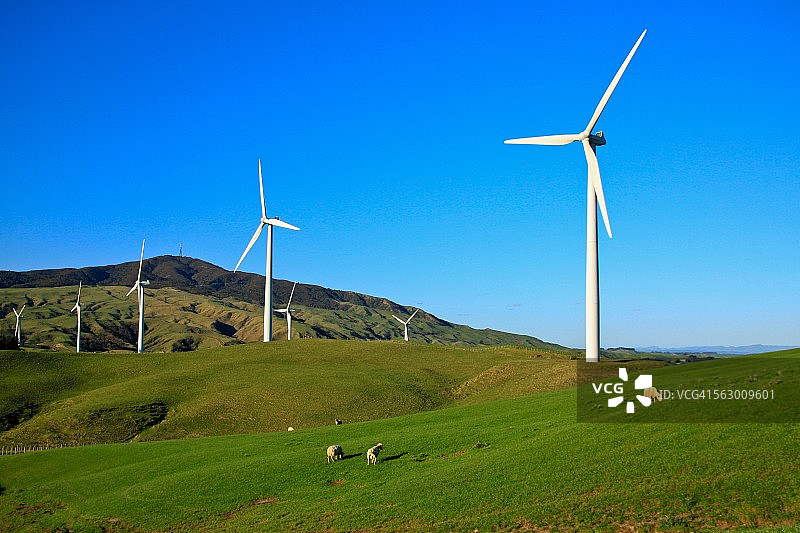 在蒂阿皮蒂风电场的绿色田野上吃草的羊群图片素材