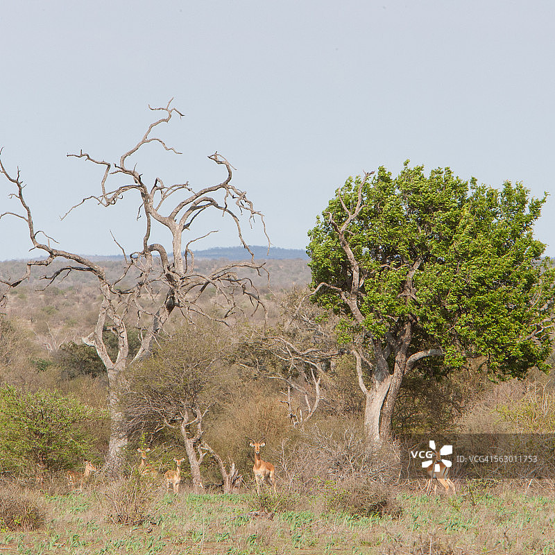 南部非洲荒野图片素材