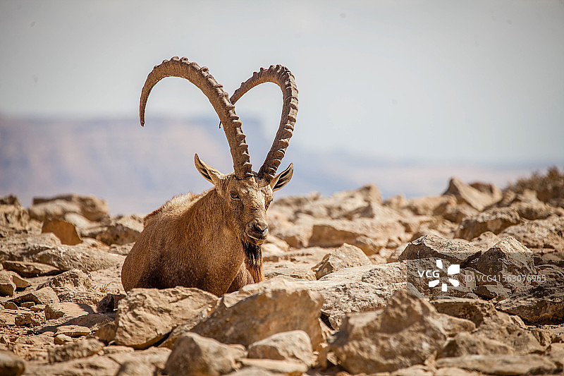 内盖夫沙漠的努比亚北山羊图片素材