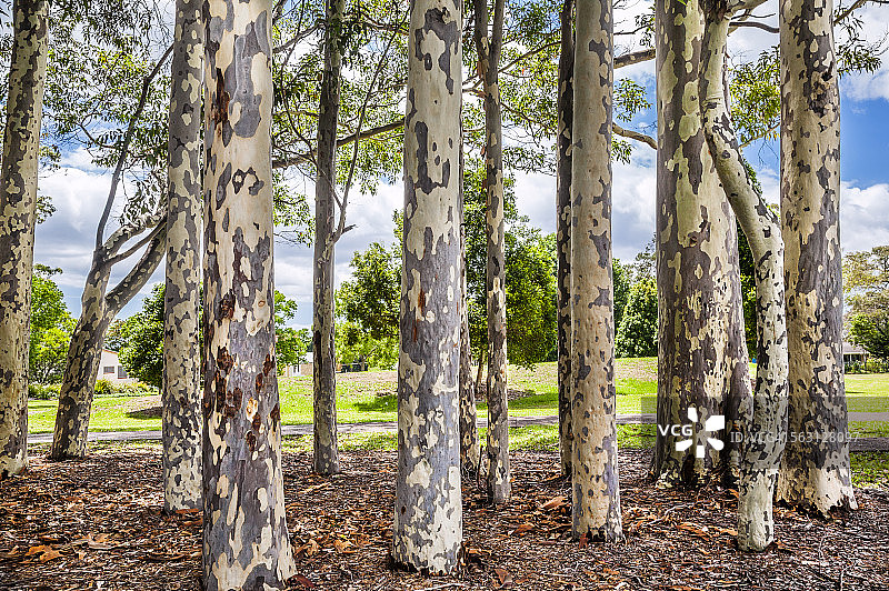 沃乔普村的斑点桉树图片素材