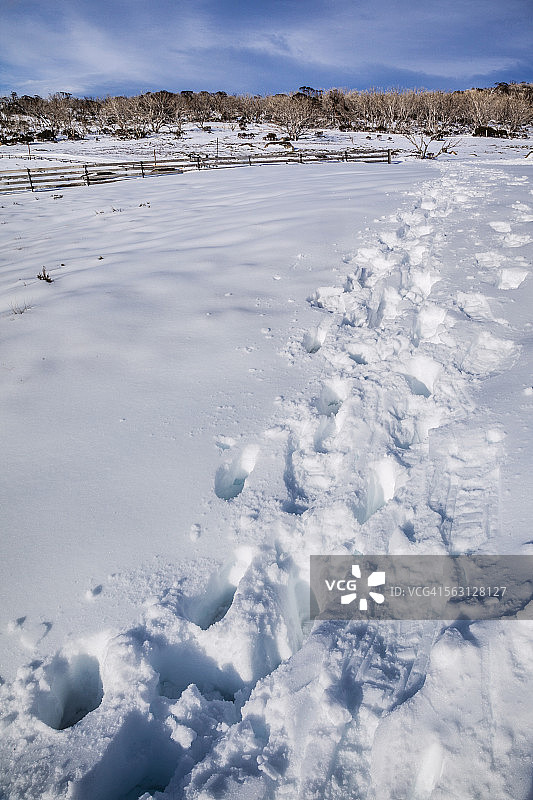 佩里舍的雪地足迹图片素材