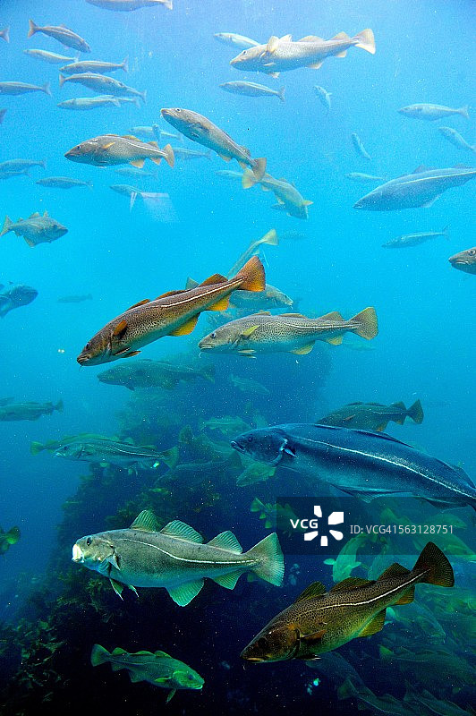 挪威水族馆中的鳕鱼图片素材