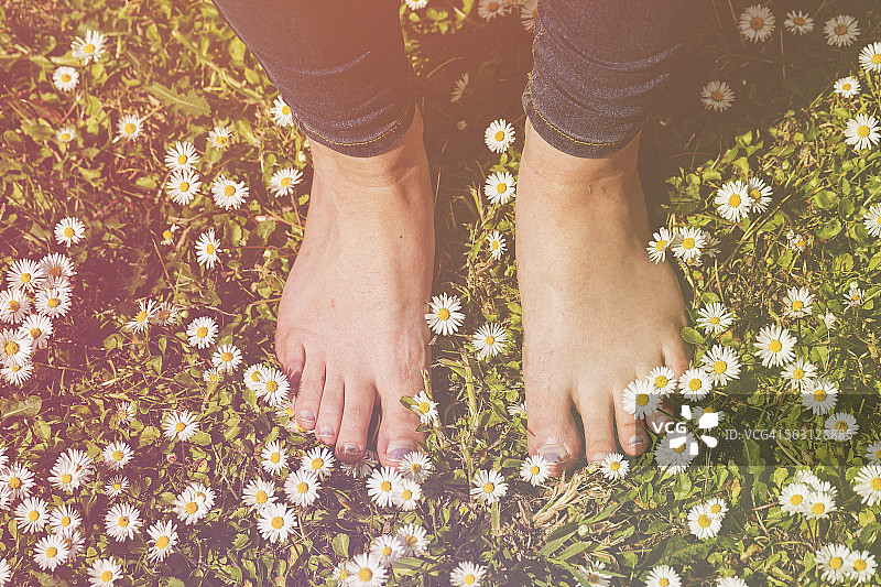 赤脚雏菊图片素材