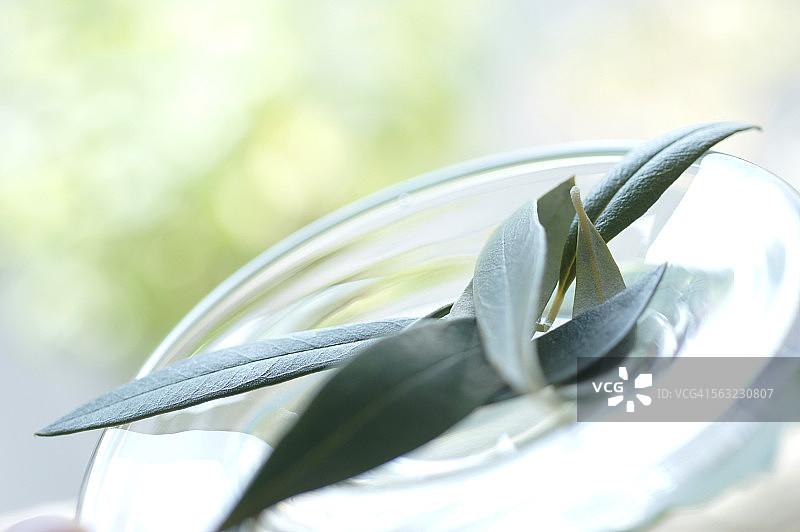 橄榄叶特写图片素材