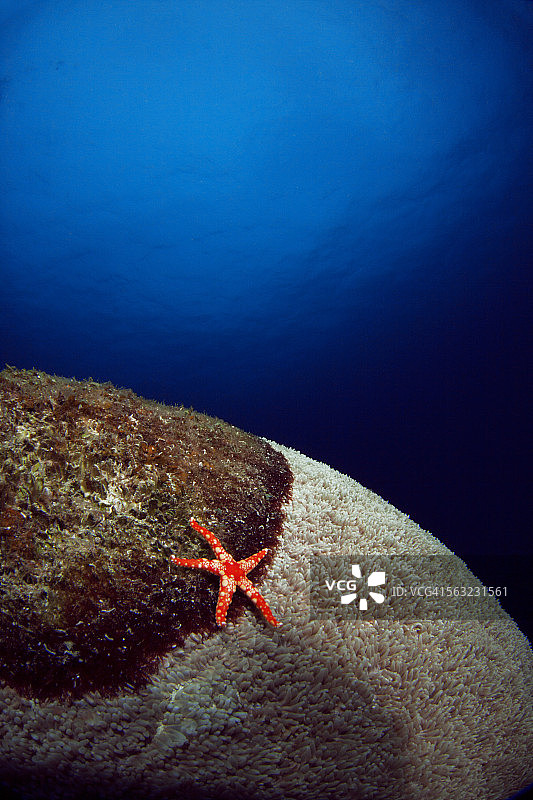 印度海星图片素材