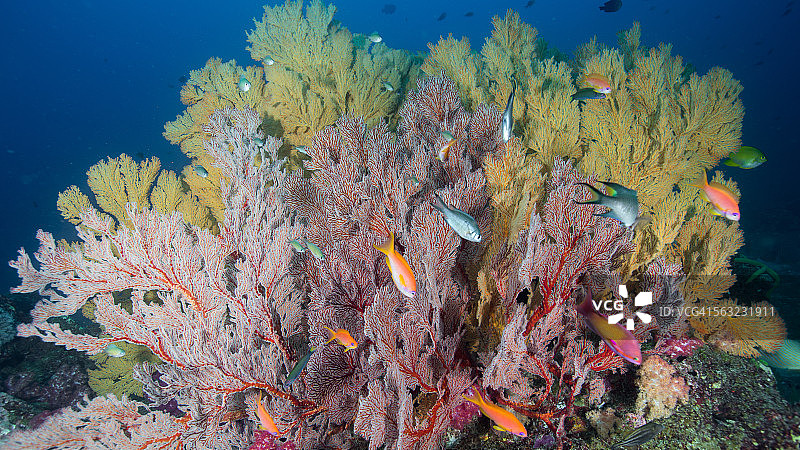水族馆图片素材