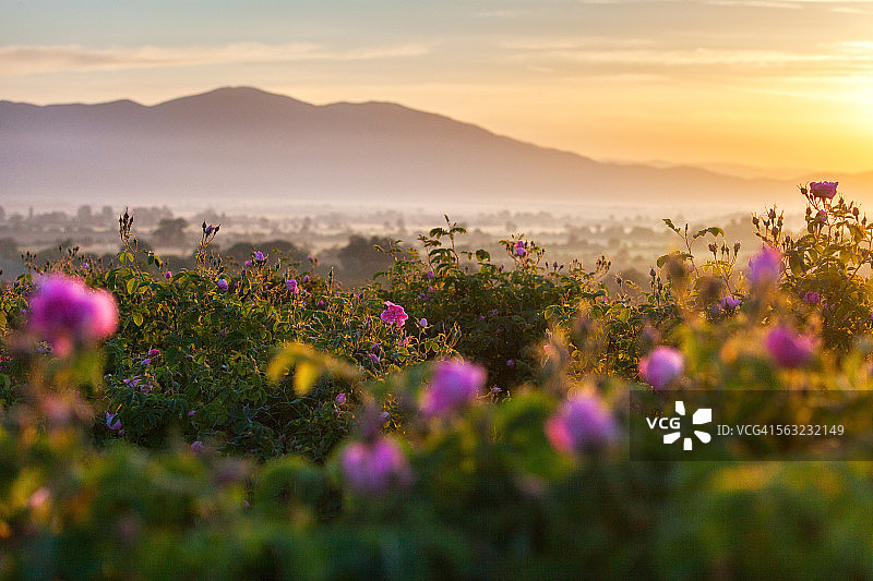 玫瑰谷图片素材