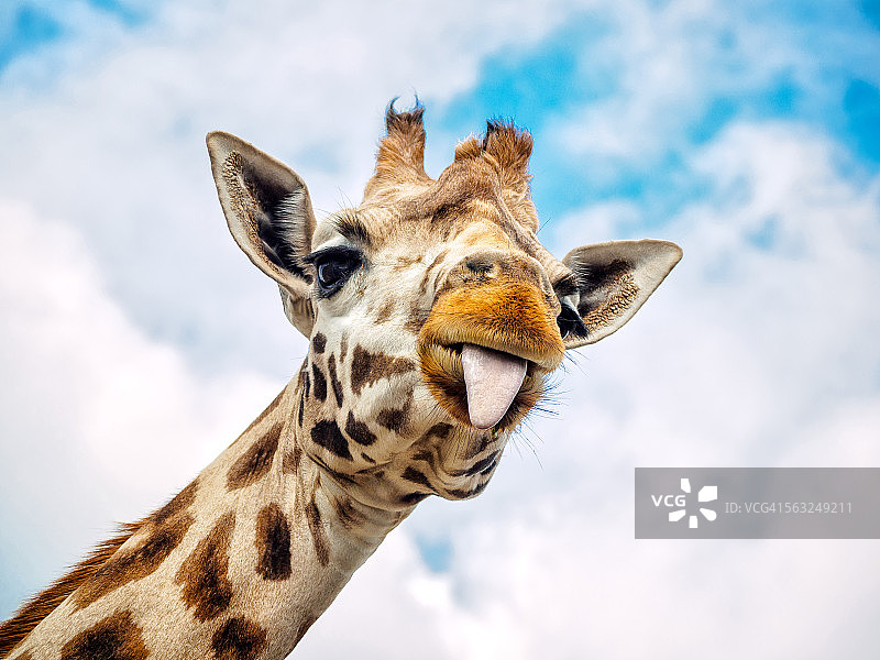 有趣的⻓颈鹿图片素材