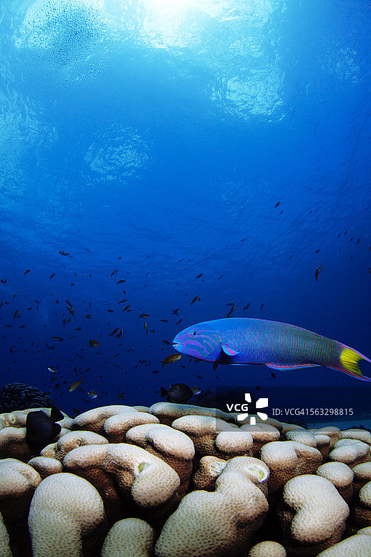 新月锦鱼图片素材