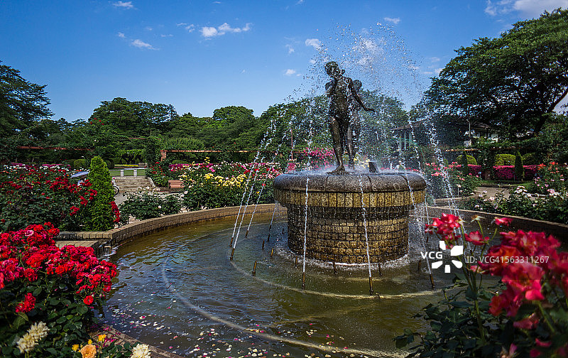 玫瑰花园图片素材