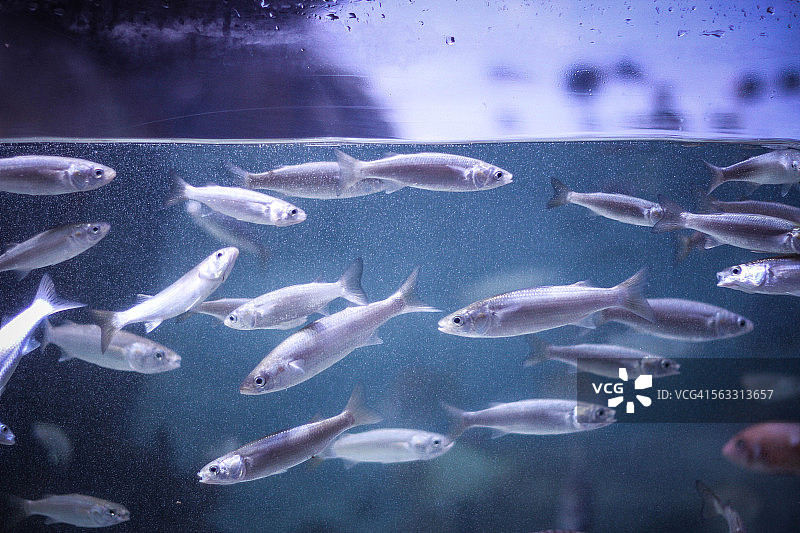 玻璃后的鱼图片素材