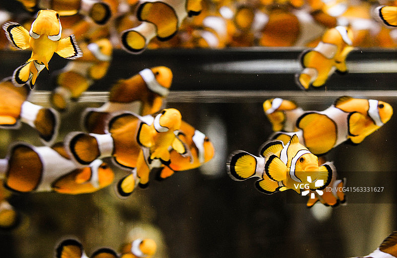 小丑鱼图片素材