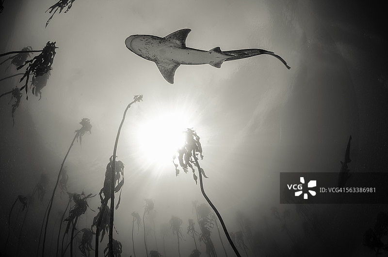 七鳃鳗下方图片素材