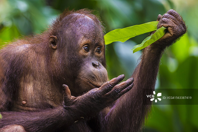 苏门答腊猩猩幼崽图片素材