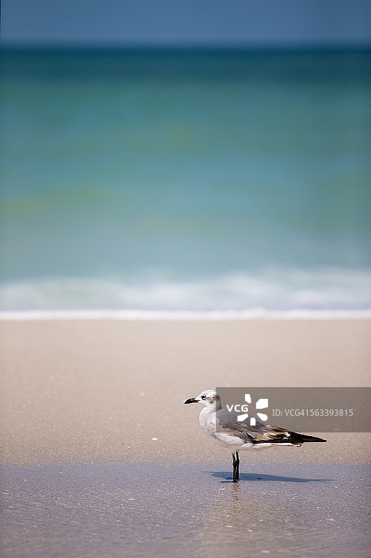 佛罗里达州那不勒斯的海鸥图片素材
