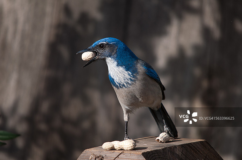 口含花生的西部丛鸦图片素材