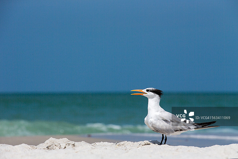 优雅的燕鸥姿势图片素材
