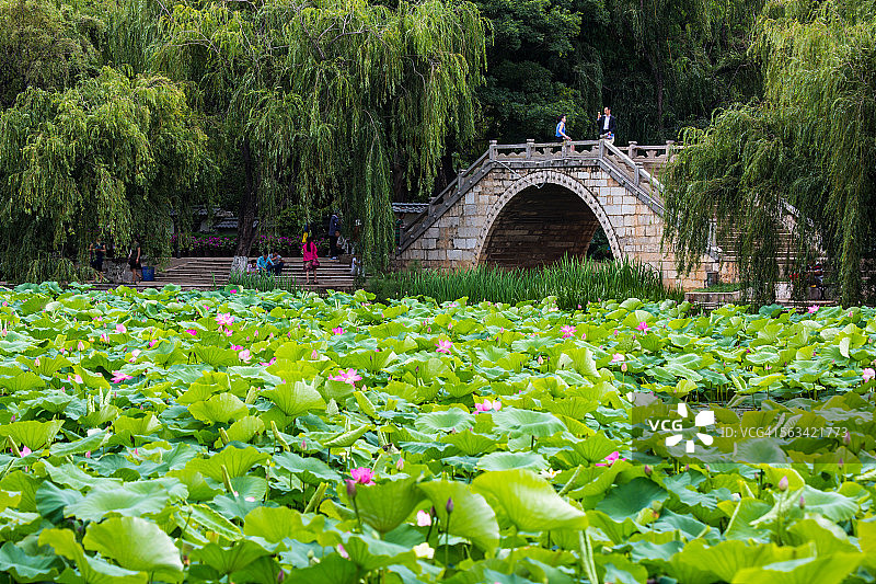 夏日荷塘图片素材