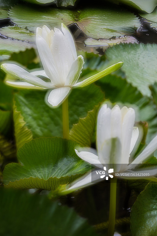 萍蓬草花图片素材