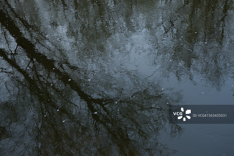 深色水面上的梅花花瓣图片素材
