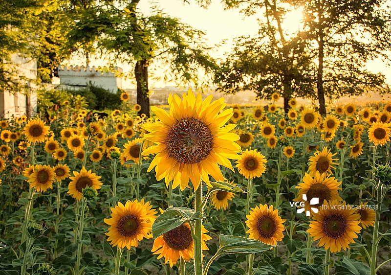 夏天的花图片素材