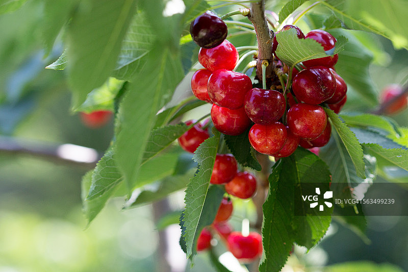 树枝上的樱桃图片素材