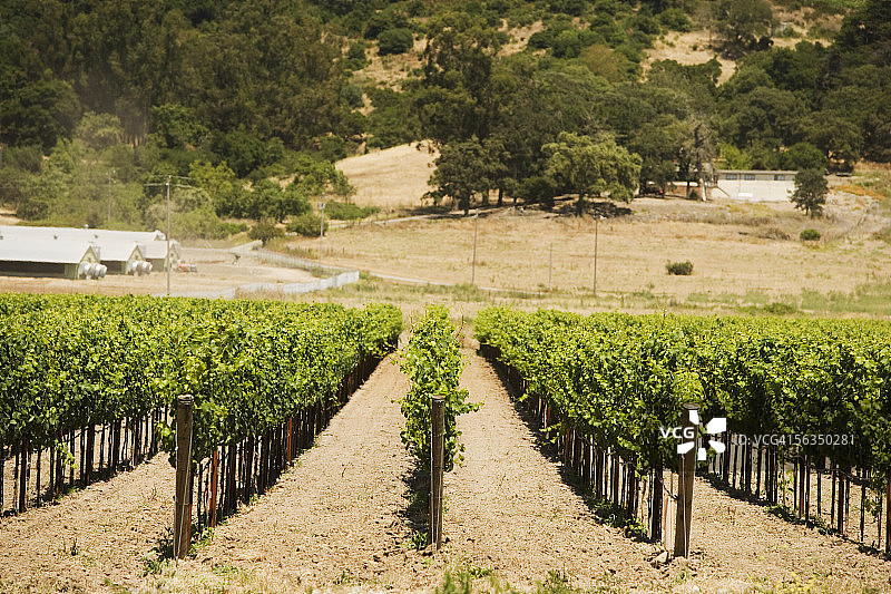 美国加利福尼亚州索诺玛谷葡萄园里的成排葡萄藤图片素材