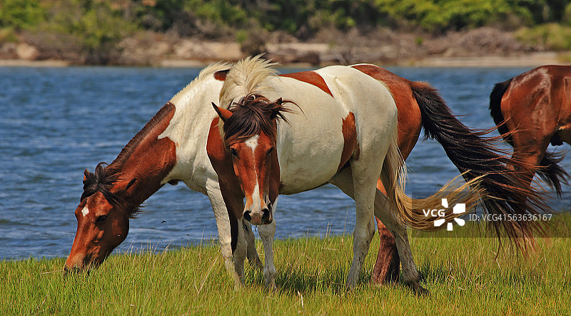 阿萨蒂格岛马群：吃草和观望图片素材