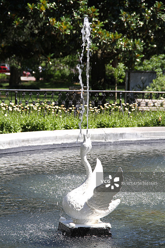 萨凡纳福赛斯公园喷泉中的天鹅图片素材