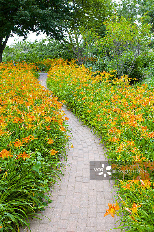 新泽西州梅多兰兹德科特公园的萱草图片素材