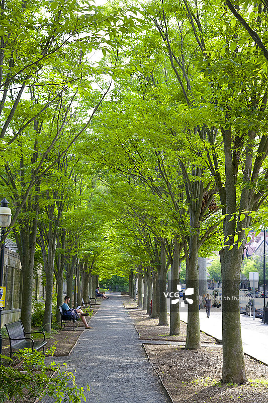 普林斯顿树荫小径旁的人们图片素材