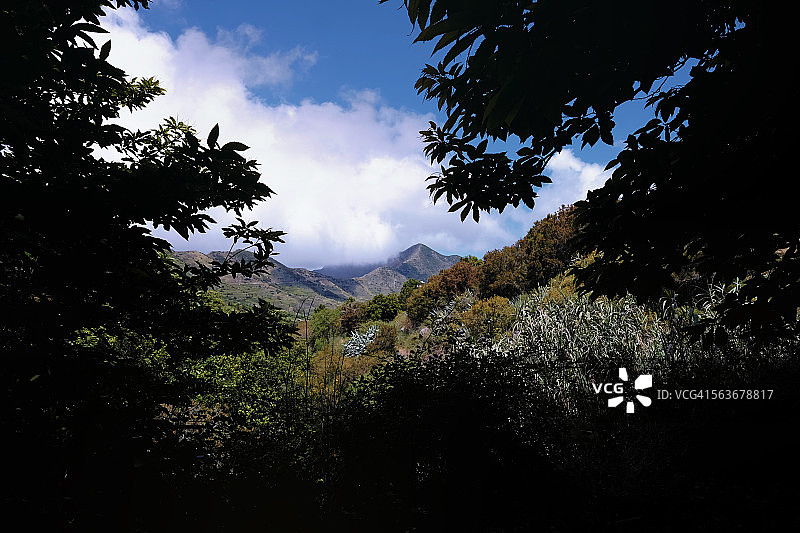 特内里费岛蒂诺乡村公园图片素材