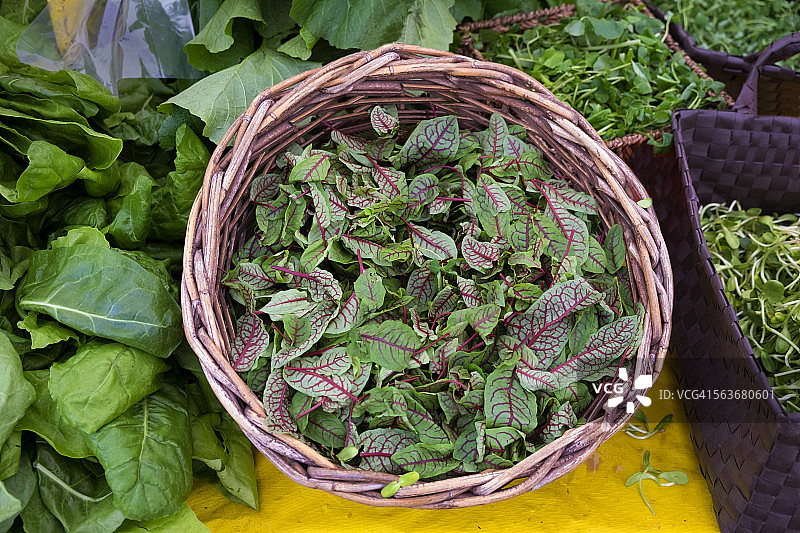 红花酢浆草图片素材