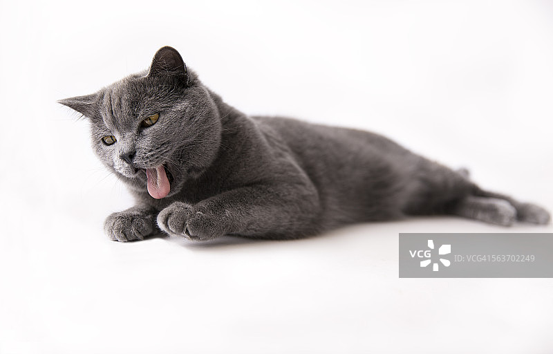 吐舌头的英国短毛猫图片素材