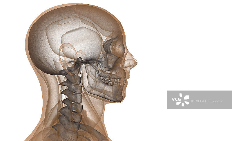 人类头骨骨骼结构的侧面轮廓图片素材
