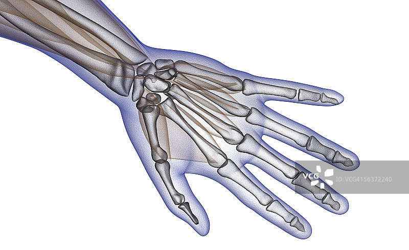 人类手臂骨骼结构的特写图片素材