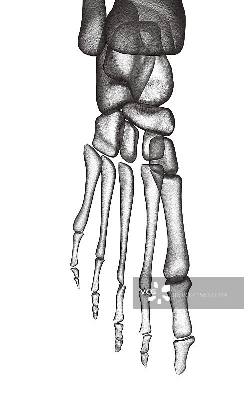 人类足部骨骼结构特写图片素材