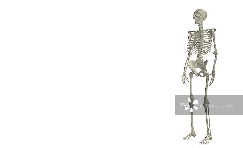 人体骨骼结构图片素材