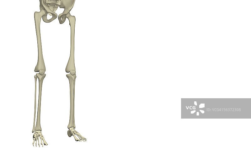 人类腿部骨骼结构的低角度视图图片素材