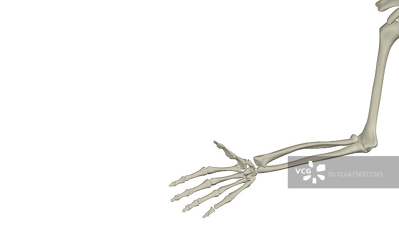 人类手臂骨骼特写图片素材