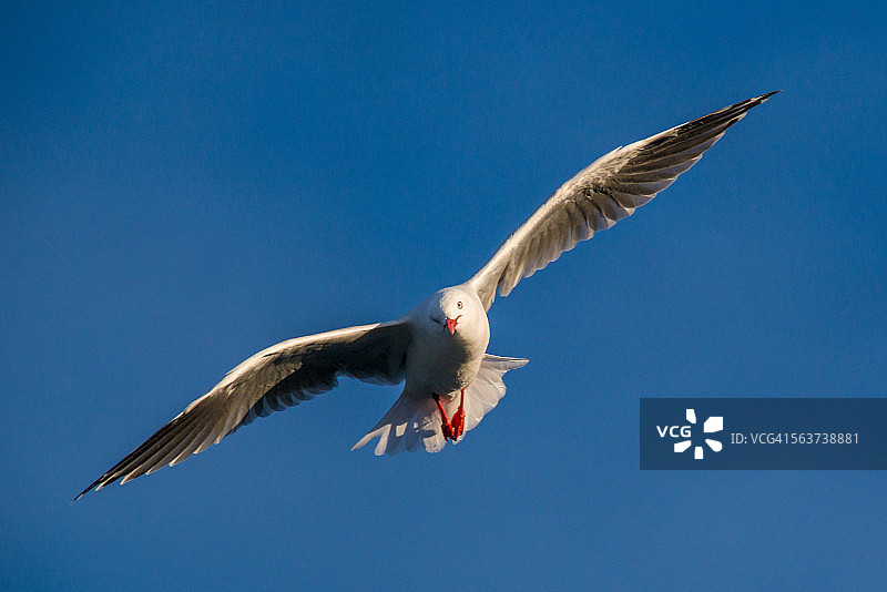 空中飞翔的海鸥图片素材