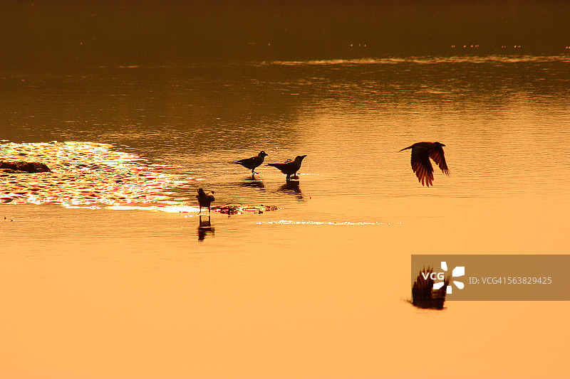 河中沐浴的鸟儿图片素材
