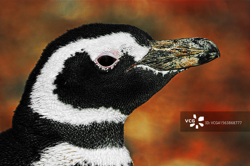 阿根廷蓬塔汤博图片素材