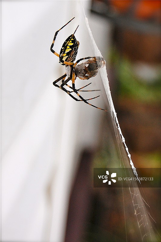花园的蜘蛛图片素材