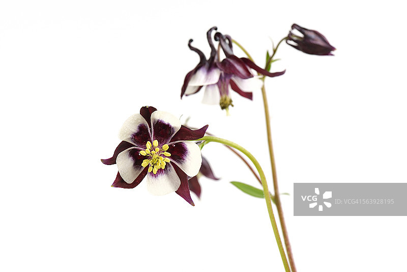 耧斗菜图片素材